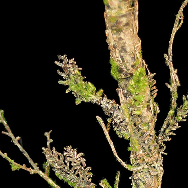 Nowe, wytrwalone sztuczne pnąc – Christmas Tree Artificial recenzja i cena